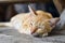 Close up view sleeping of cat on wooden table.