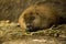 Close up view. Sleeping female beaver