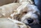 Close-up view of a sleeping fluffy spoodle or cockapoo dog