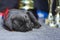 Close up view of a sleeping one month old cane corso puppy