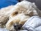 Close-up view of a sleepy fluffy spoodle or cockapoo dog