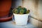 Close Up View of a Small Cactus Plant in a White Metallic Bucket. Outdoor Home Decoration at the Balcony. Flower Photography