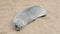 Close up view of a small fur seal on a sand beach