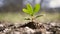 Close-up view of a small green plant emerging from soil, symbolizing growth and nature, close-up of a small tree growing from the