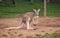 Close up view of small kangaroo at Lone Koala Sanctuary, Brisbane, Australia