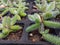 Close up view of a small pickle plant or ice plant in a tray