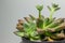 Close up view of a small potted Graptoveria succulent houseplant