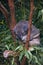 Close up view of small sleeping Koala sitting on Eucalypt tree