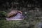 Close up view of snail crawling on cement floor