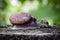 Close up view of snail crawling on cement floor