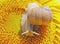 Close up view on the snail sits on the sunflower