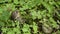 Close up view of a snail walking slowly on a mossy rock