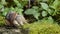 Close up view of a snail walking slowly on a mossy rock