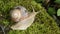 Close up view of a snail walking slowly on a mossy rock