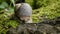 Close up view of a snail walking slowly on a mossy rock