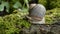 Close up view of a snail walking slowly on a mossy rock