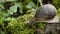 Close up view of a snail walking slowly on a mossy rock