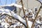 Close up view of snow covered bushes. Beautiful winter scape view.