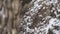 Close-up view of snowy stones wall. Stones covered with snow. Background in the daytime. A dry stone wall covered in