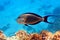 Close-up view of a Sohal surgeonfish - coral fish, Acanthurus sohal