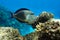 Close-up view of a Sohal surgeonfish - coral fish, Acanthurus sohal