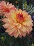 Close-up view of a spectacular Dahlia cactus `Garden Party` orange in summer
