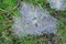 Close up view of spider net in green grass with morning drops