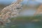 Close-up view of spikelets of grass Phragmites australis. Albufera, Valencia, Spain