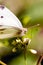 Close up view spotted butterfly proboscis feeding on flower blossoms