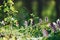 Close up view of spring plants outdoors at daytime. Bright sunlight