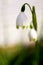 Close up view of a spring snowflake Leucojum vernum in japanese