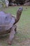 Close up View of A standing Aldabra giant tortoise with her four strong legs
