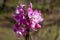 Close up view of a stem of miniature moth orchids in bloom