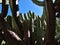 Close-up view of the stems of a large bilberry cactus (Myrtillocactus geometrizans) with big needles.