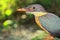 Close up view of stork billed kingfisher pelargopsis capensis, countryside of west bengal in india