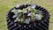 Close up view of strawberry plants in plastic air pot.