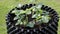 Close up view of strawberry plants in plastic air pot. Gardening concept