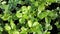 Close up view of strawberry plants in a plastic air tank with automatic irrigation system.