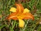 Close-up view of a stunning two tone Daylily Hemerocallis orange and yellow