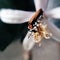 Close up view of a summer insect on lemon blossom, collecting nectar