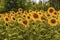 A close-up view of sunflowers in a field around the Umbrian village of Bovara Pigge near Terni, Italy