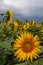 Close-up view of sunflowers under a leaden sky that threatens rain