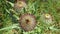 Close up view of super pure / organic milk thistle. Organic herbs.