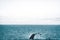 Close up view of the tail of humpback whale jumping in the cold water of Atlantic ocean in Iceland. Concept of whale