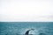 Close up view of the tail of humpback whale jumping in the cold water of Atlantic ocean in Iceland. Concept of whale