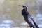 Close up view of tall Cormorant bird by the lake shore