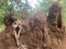 A close-up view of a termite mound.