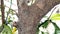 Close up view and texture of a tree trunk and leaves at behind