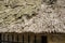 Close up view of thatched roof disease mushroom, micro-seaweed, algae