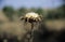 Close up view of thistle seed head.